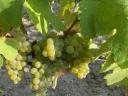 Móron green veltelini and ezerjó wine grapes for sale