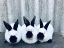 California rabbits for sale