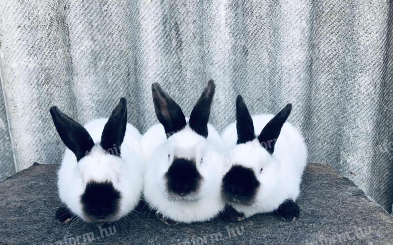 California rabbits for sale