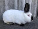 California rabbits for sale