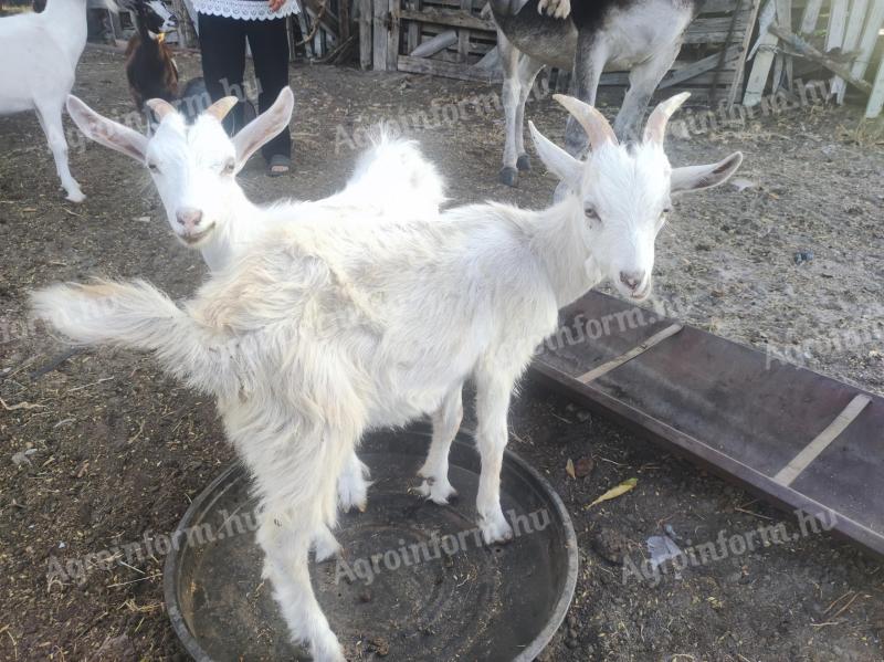 Parlagi goat (buck, billy goat)