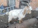 Parlagi goat (buck, billy goat)