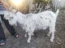 Parlagi goat (buck, billy goat)