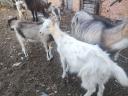 Parlagi goat (buck, billy goat)