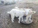 Parlagi goat (buck, billy goat)