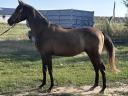 Kisberian half-breed foal de vânzare