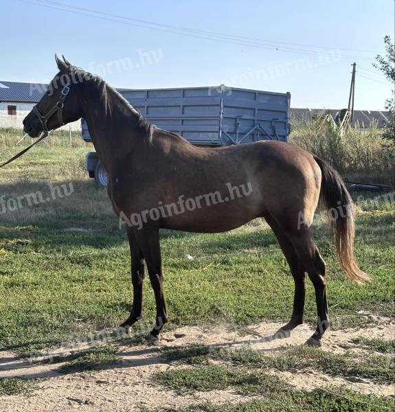 Kisberian half-breed foal for sale