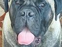 Bullmastiff male fedez