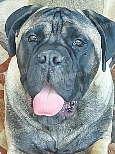 Bullmastiff male fedez