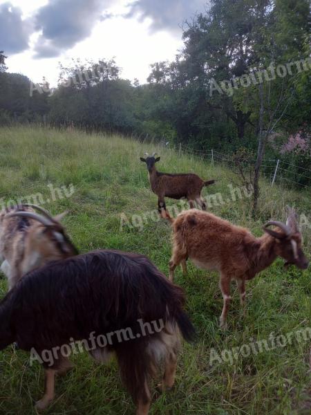 Goats with milking