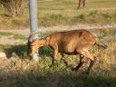 Goats with milking