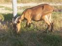 Goats with milking