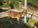 Goats with milking