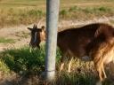 Goats with milking