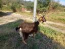 Goats with milking