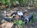 Vietnamese potbellied piglets