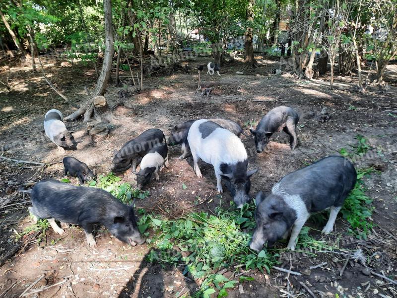 Vietnamesische Hängebauchschweine