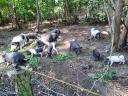 Vietnamese potbellied piglets