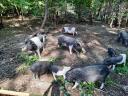 Vietnamese potbellied piglets