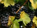 Medina grapes from the Balaton highlands for sale