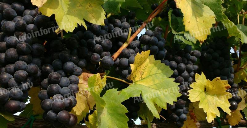 Medina grapes from the Balaton highlands for sale