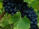 Nero grapes from the Balaton highlands for sale