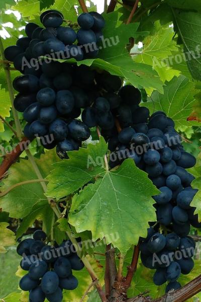 Nero grapes from the Balaton highlands for sale