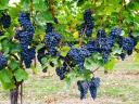 Blauburger blue grapes for sale in Kecele