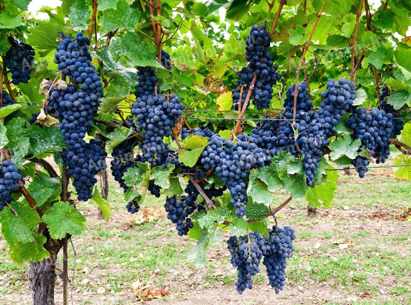 Blauburger blaue Trauben zum Verkauf in Kecel