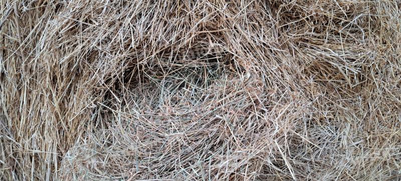 Hay bale for sale