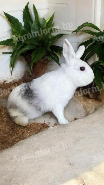 Reinrassiger, farbenfroher Zwerg-Rhönbockhase