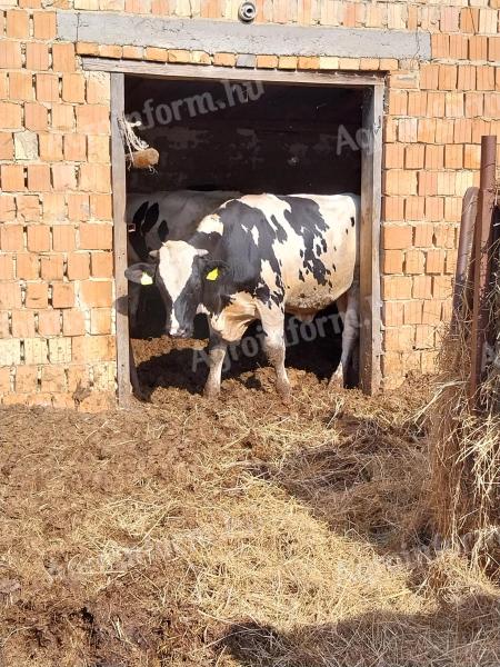 Holstein-Friesian bulls