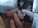 Piglets for sale