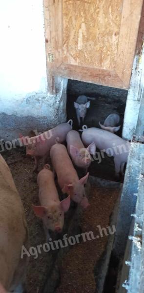 Piglets for sale