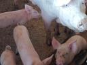 Piglets for sale