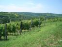 Szekszárd, Porkoláb Valley wine grape plantation