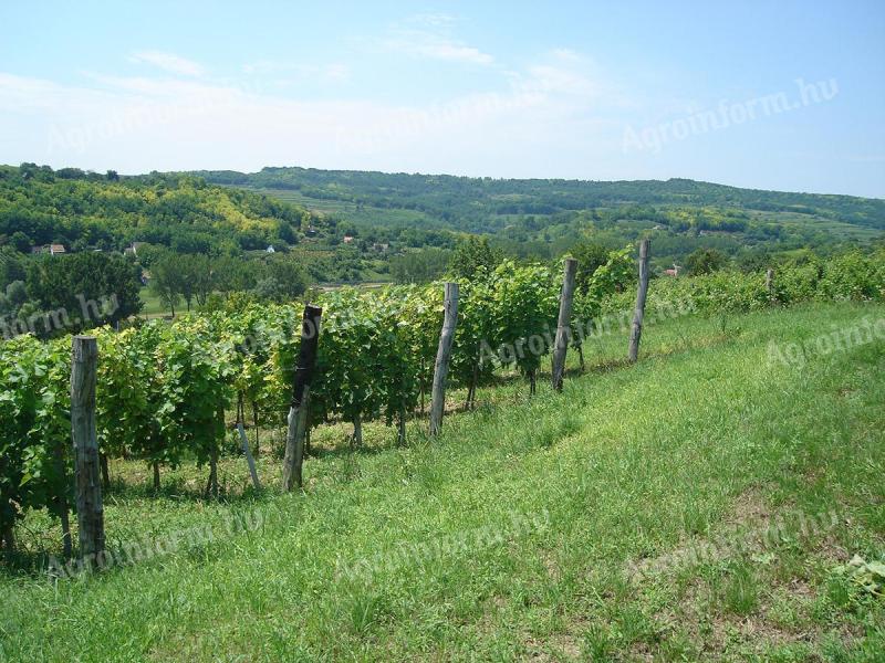 Szekszárd, Porkoláb Valley wine grape plantation