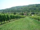 Szekszárd, Porkoláb Valley wine grape plantation