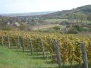 Szekszárd, Porkoláb Valley wine grape plantation