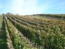 Szekszárd, Porkoláb Valley wine grape plantation