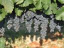 Szekszárd, Porkoláb Valley wine grape plantation