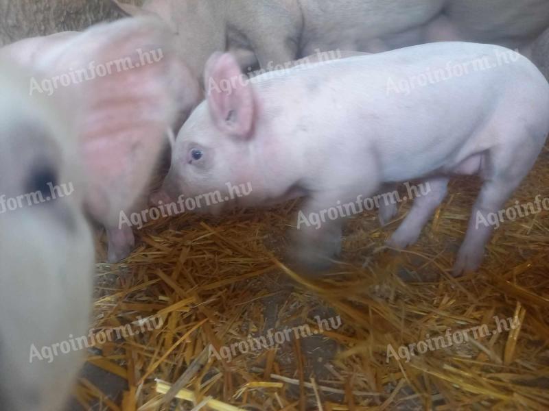 Ungarische große weiße Wahlschweine können für Oktober vorbestellt werden