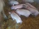 Hungarian Great White Election Piglets AVAILABLE for October