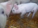 Hungarian Great White Election Piglets AVAILABLE for October