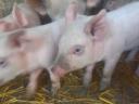 Hungarian Great White Election Piglets AVAILABLE for October