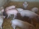 Hungarian Great White Election Piglets AVAILABLE for October