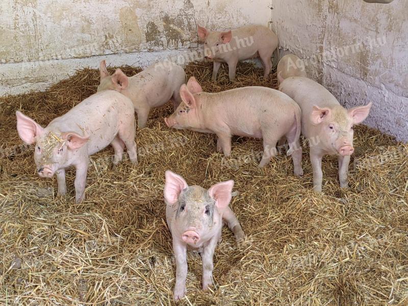 For sale 8 piglets 10 weeks old