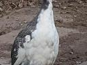 Guinea fowl