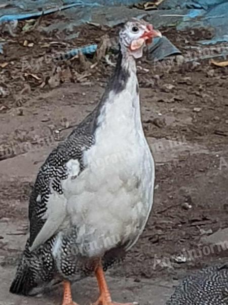 Guinea fowl