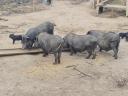 Vietnamese boars, sows, gilts, piglets